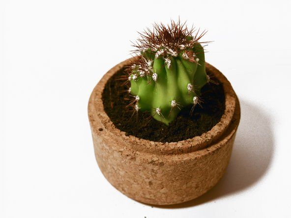 Alternativně můžete vzít zlomený kus kaktusu a zasadit nový kaktus!' alt=